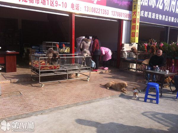 成都市寵物市場探秘，位置與魅力概述