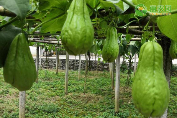 廣東深圳氣候與佛手瓜種植探討