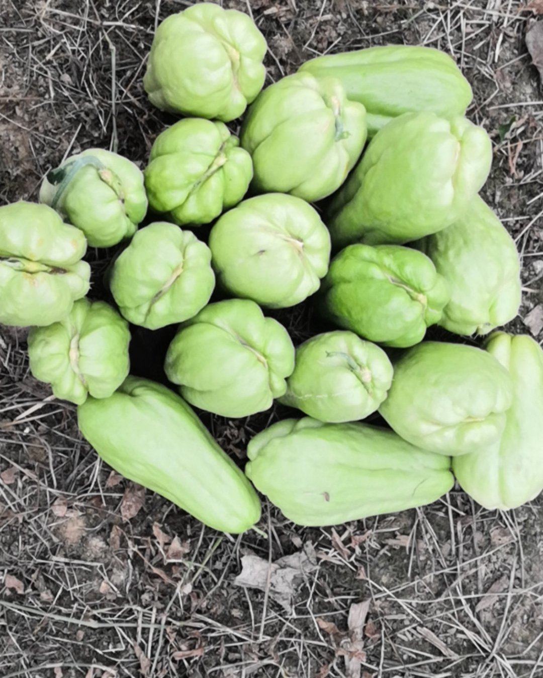 廣東深圳氣候與佛手瓜種植探討