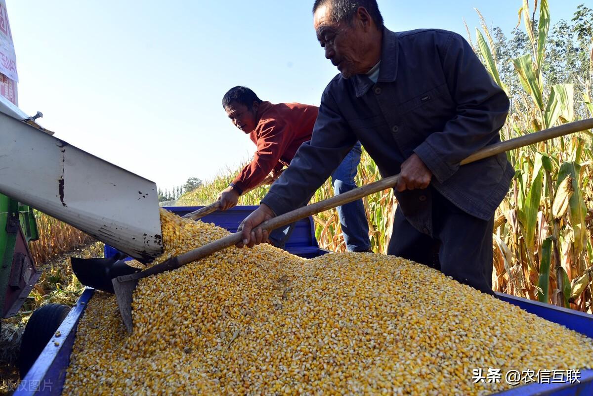 豆粕市場動態(tài)與未來趨勢解析，最新消息、影響因素深度剖析