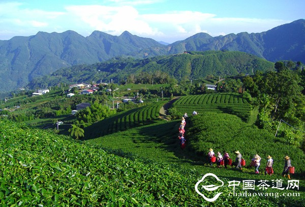 重慶茶園綠色產(chǎn)業(yè)蓬勃發(fā)展及未來展望