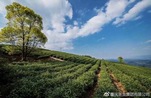 重慶茶園綠色產業(yè)蓬勃發(fā)展及未來展望