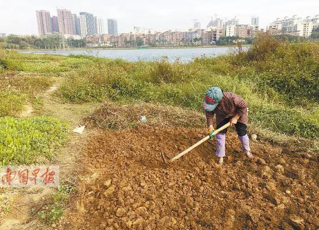 農(nóng)村開荒地政策最新解讀，推動農(nóng)業(yè)現(xiàn)代化與鄉(xiāng)村振興的舉措