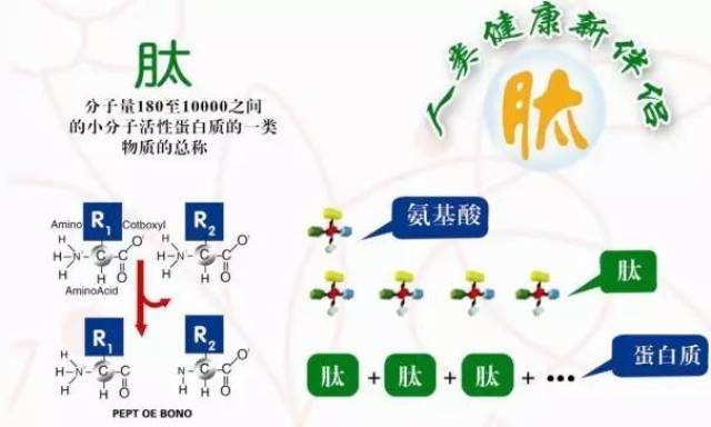 最新肽——生物醫(yī)學(xué)新時代的關(guān)鍵驅(qū)動力