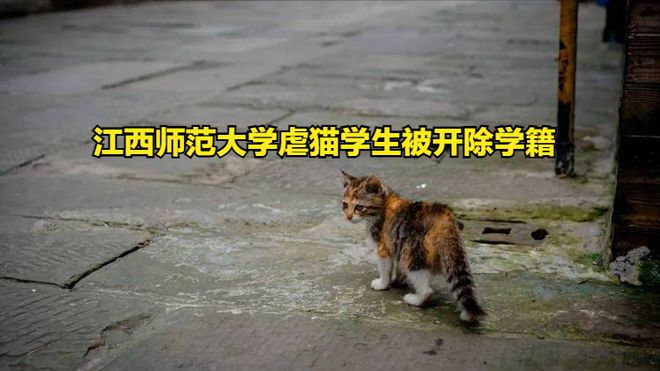 北京虐猫事件引发社会反思，呼吁动物保护意识觉醒