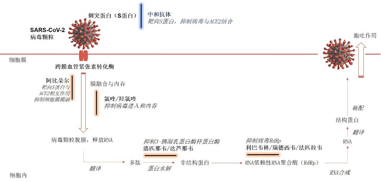 新冠中和抗体的最新突破与进展概述