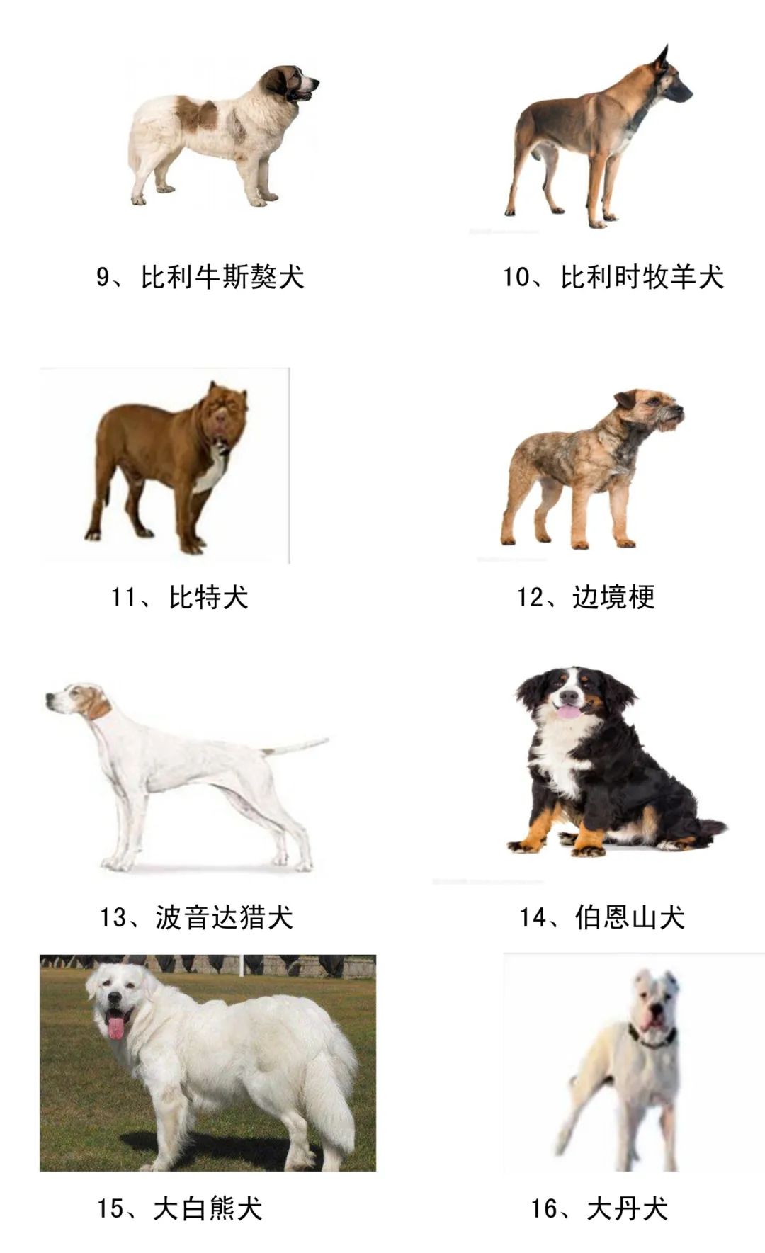 北京最新禁养犬政策及其深远影响