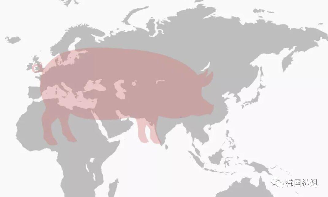 韩国最新非洲猪瘟消息及其影响深度解析